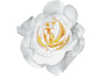 Rosa Bianca